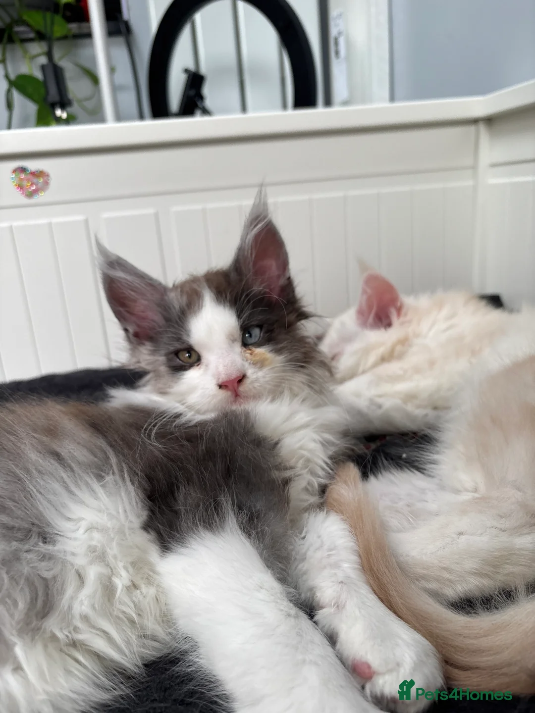 Maine Coon cats for sale: Cute Maine coon 2 boys & girl Blue eyes  - Advert 7