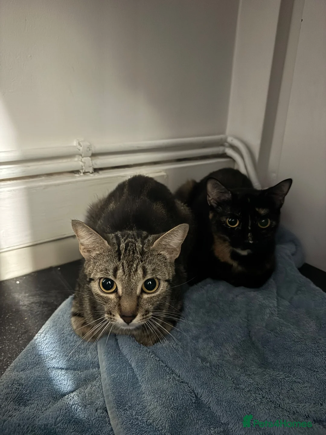 Domestic Shorthair cats for sale:  Pixie & Shadow Bonded Sisters - Advert 2