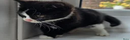Mixed Breed cats for sale: Beautiful Female Kitten–Looking for a Loving Home - Advert 4