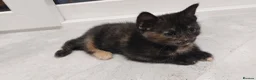Mixed Breed cats for sale: Adorable Playful Kittens Looking for Home 🐾 - Advert 22