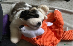 Saint Bernard dogs for sale: Gorgeous Saint Bernard puppies looking for homes - Image 12