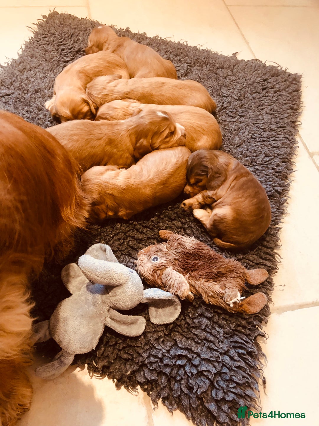 Cocker Spaniel dogs for sale: GORGEOUS COCKER SPANIEL PUPPIES - Advert 13