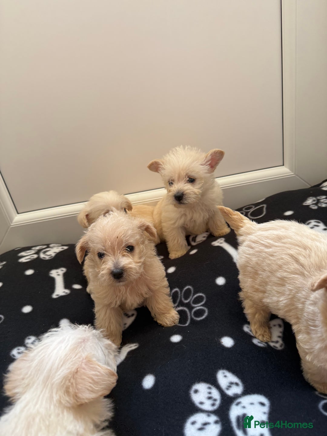 West Highland Terrier dogs for sale: DNA health tested Westie-poos  - Image 16