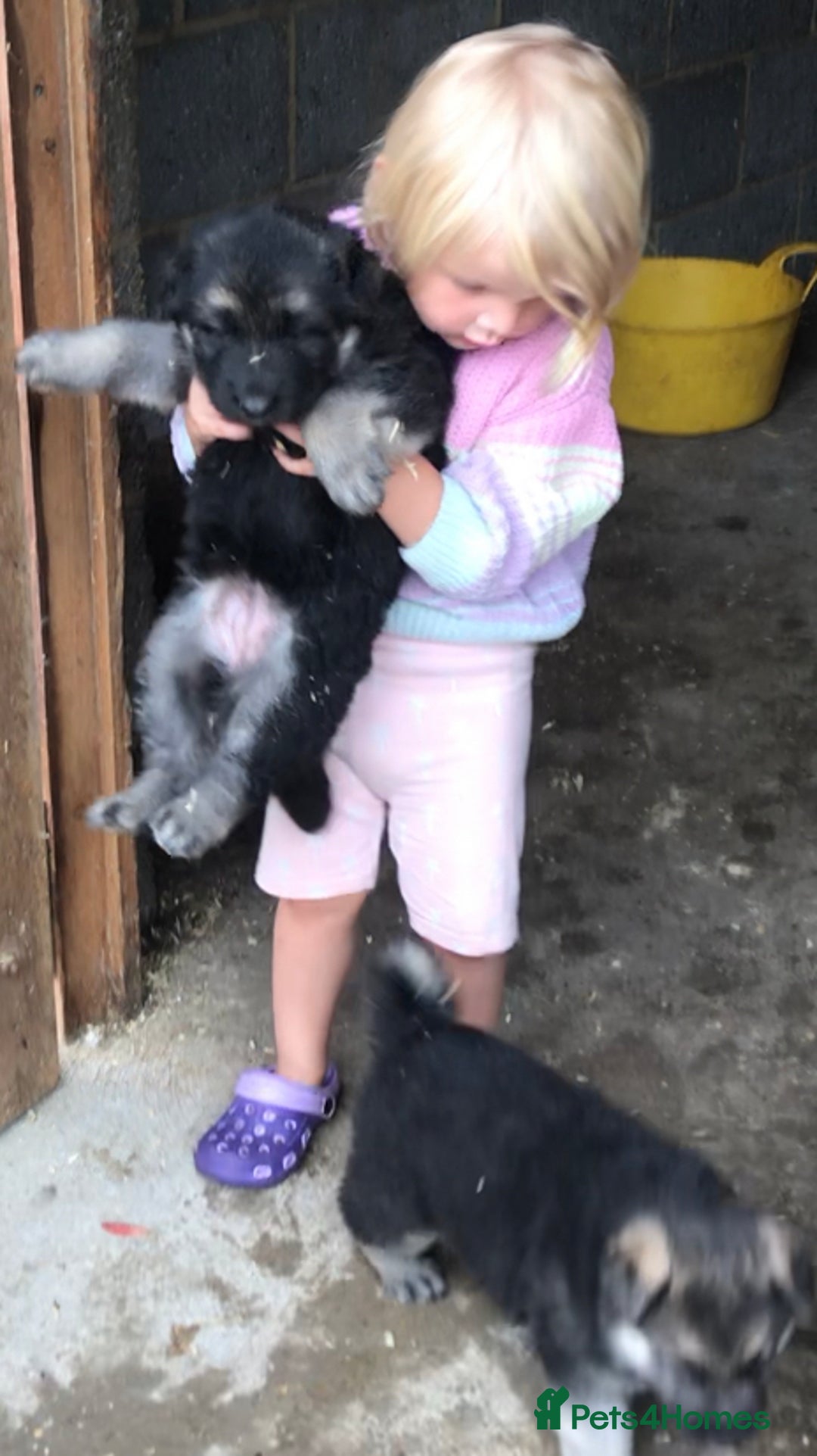 German Shepherd dogs for sale: Wow.Beautiful Homebred German Shepherd Puppies - Image 12