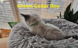 Ragdoll cats for sale: Beautiful fluffy Ragdolls / 2 boys left - Image 10
