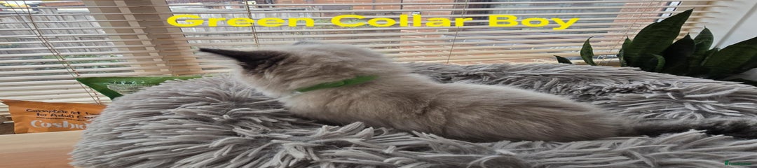 Ragdoll Kitten 2