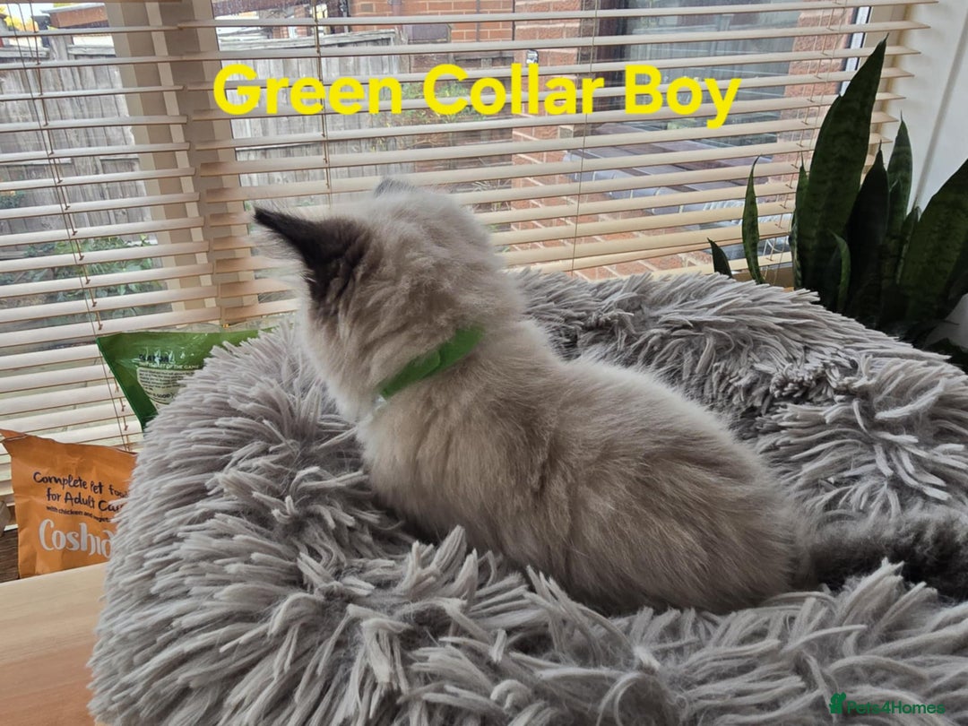 Ragdoll cats for sale: Beautiful fluffy Ragdolls / 2 boys left - Image 10