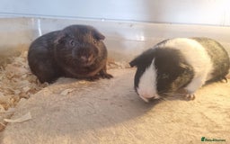 Guinea Pig rodents for sale: Pair of Male Guinea Pigs  - Image 3