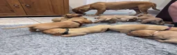 Labrador Retriever dogs for sale: KC Reg Health Tested Fox Red working line 4th Gen  - Advert 16