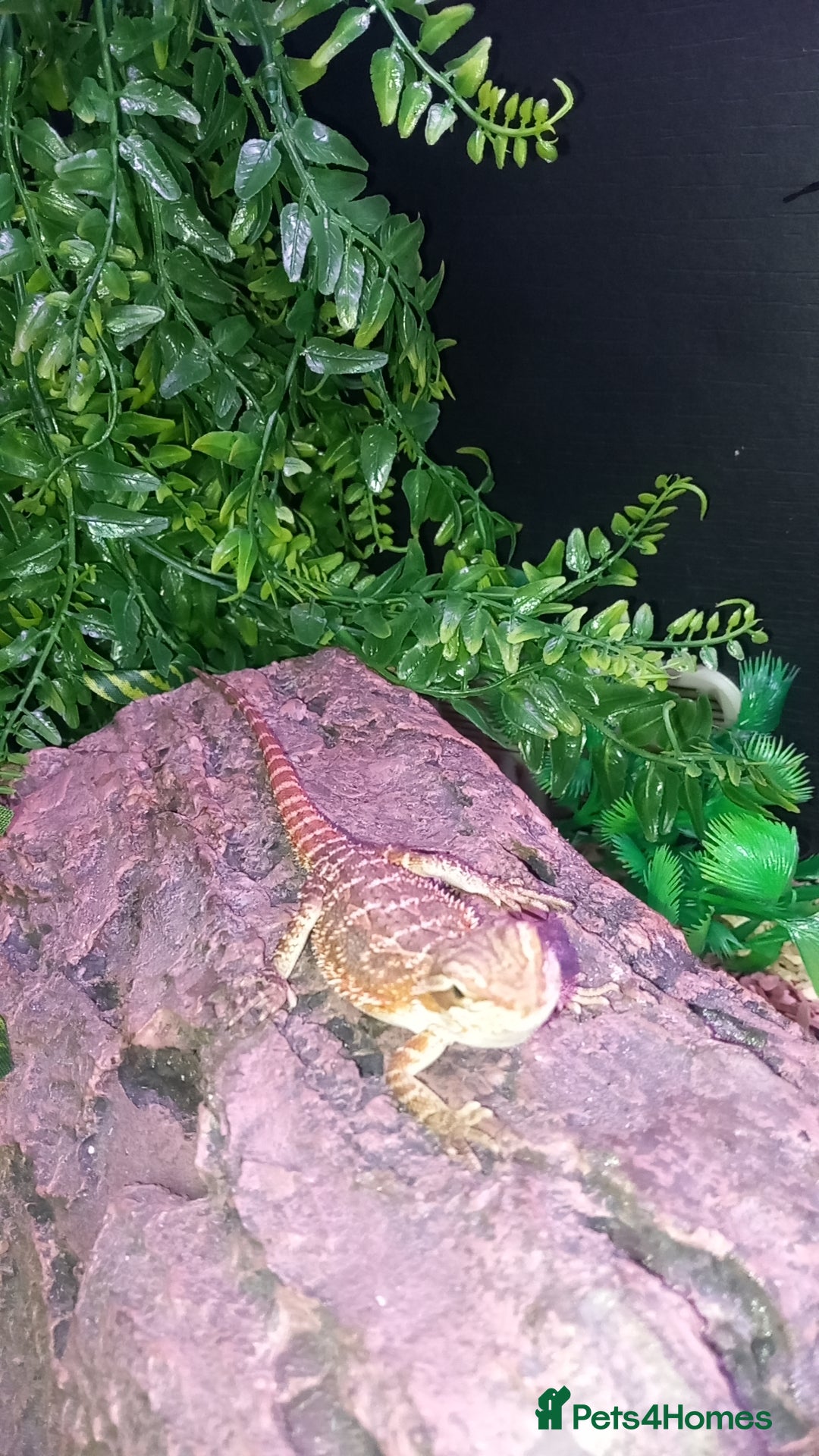 Bearded Dragon reptiles for sale: 8 Week Old Baby Bearded Dragon With Full Set Up - Image 4