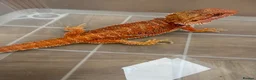 Bearded Dragon reptiles for sale: Last stunning bearded dragon - ready to leave!  - Advert 7