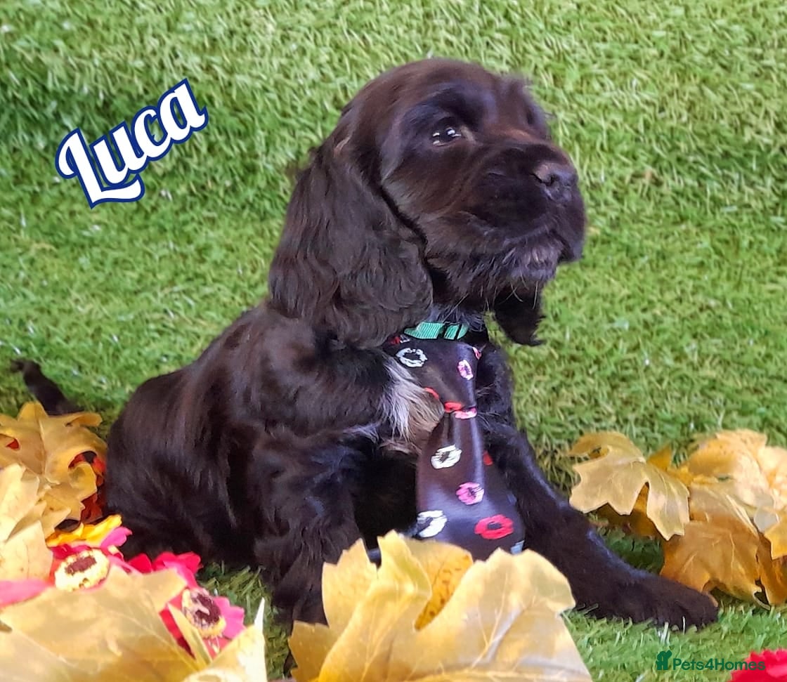 Cocker Spaniel dogs Stunning Show Cocker Spaniels - Advert 15