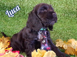 Cocker Spaniel dogs Stunning Show Cocker Spaniels - Advert 15