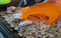 Rat rodents for sale: Adorable Dumbo and Fancy Rats - Image 2