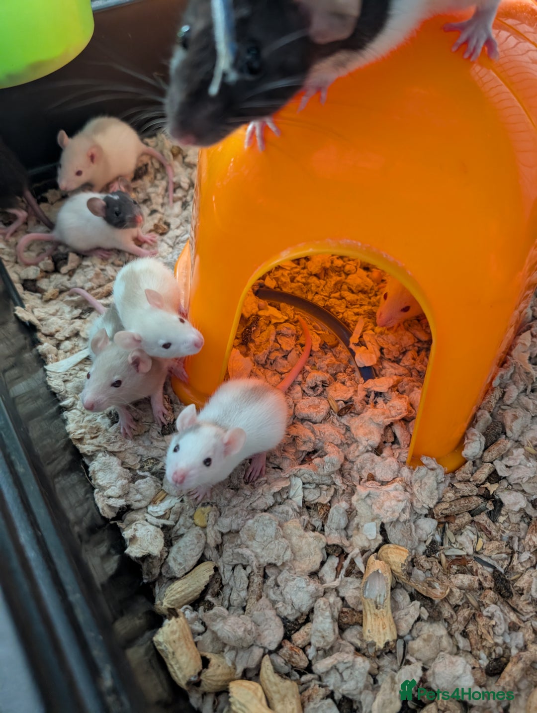 Rat rodents for sale: Adorable Dumbo and Fancy Rats - Image 2