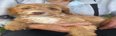 Sproodle Puppy 2