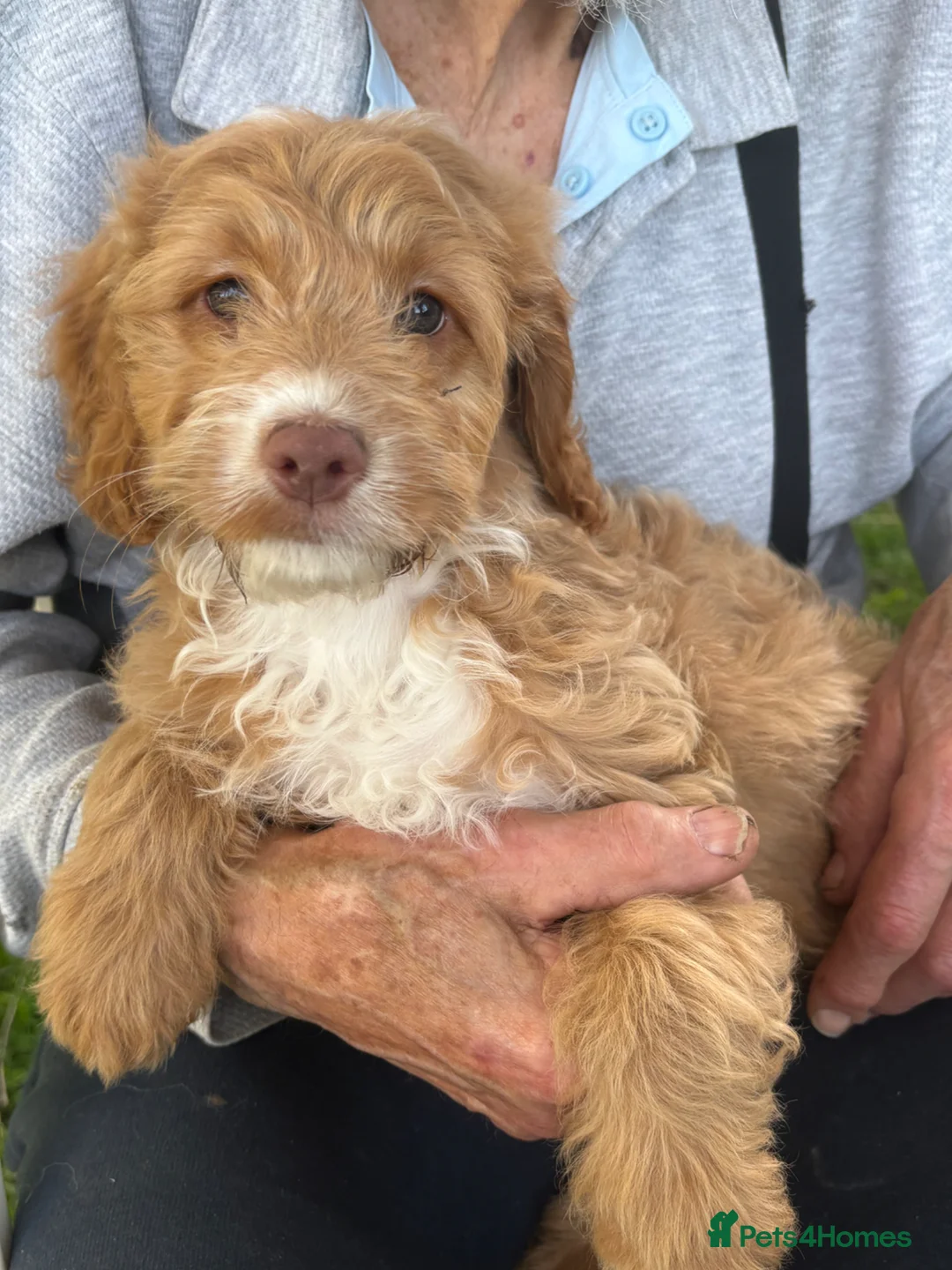 Sproodle dogs for sale: Maggie Our Last Sproodle Little Girl Available  - Advert 16