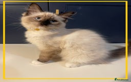 Ragdoll cats for sale: Ragdoll kittens ready now  !💞  - Image 9