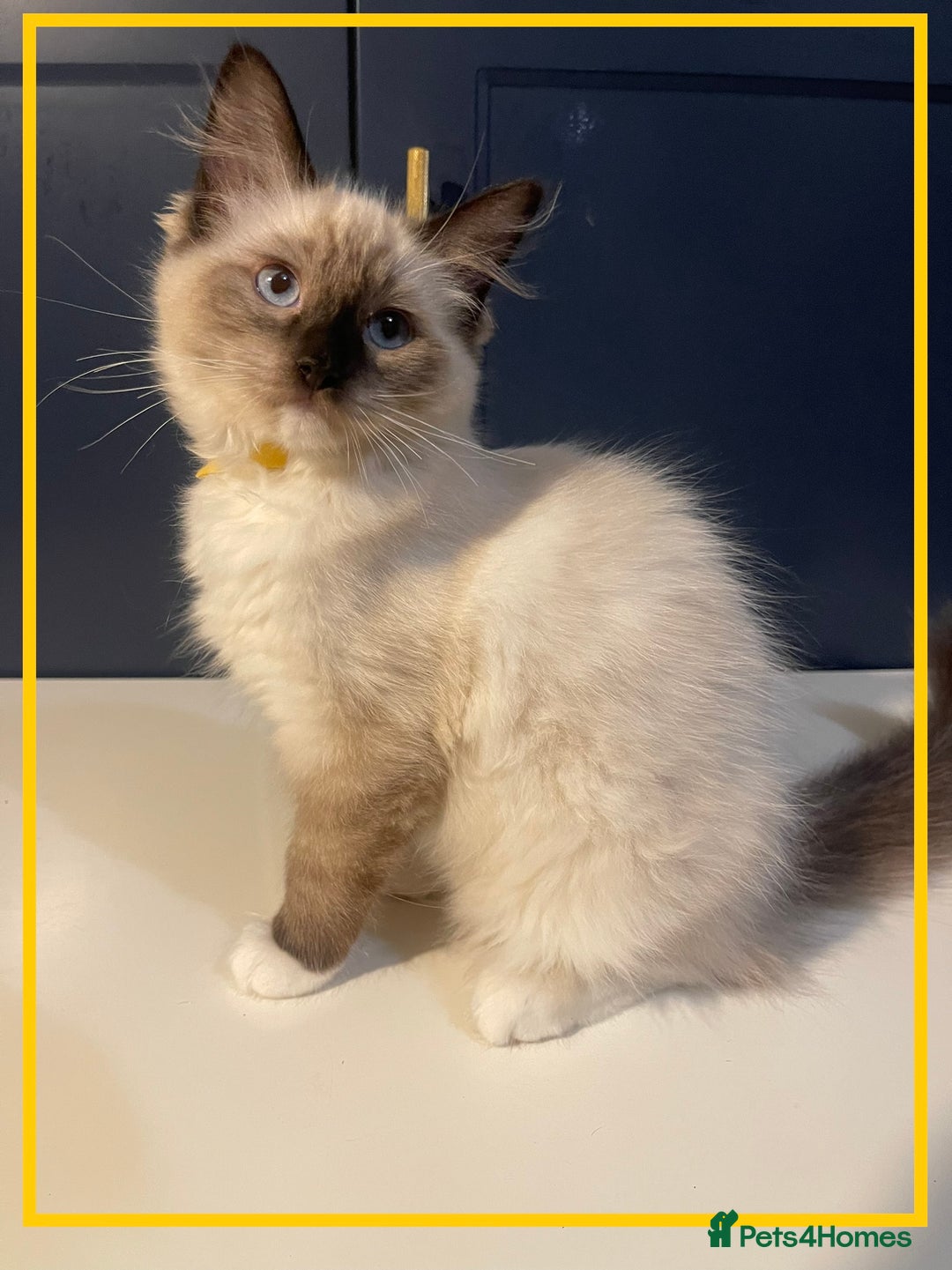 Ragdoll cats for sale: Ragdoll kittens ready now  !💞  - Image 9