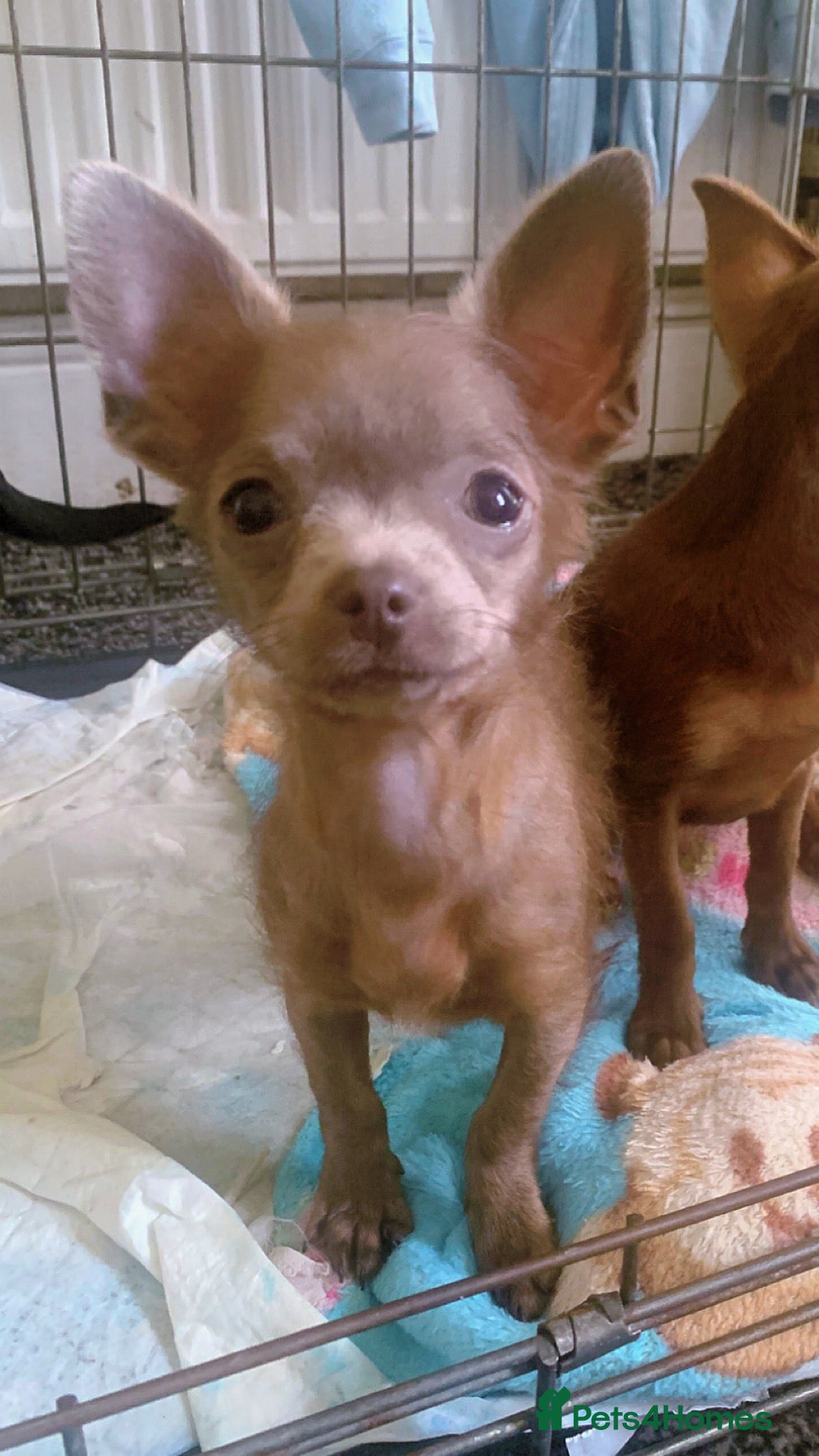 Chihuahua dogs Litter of chihuahua puppies ready to leave now  - Advert 14
