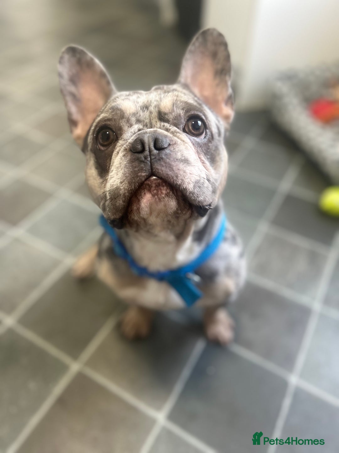 French Bulldog dogs for sale: Beautiful French bulldog - Advert 4