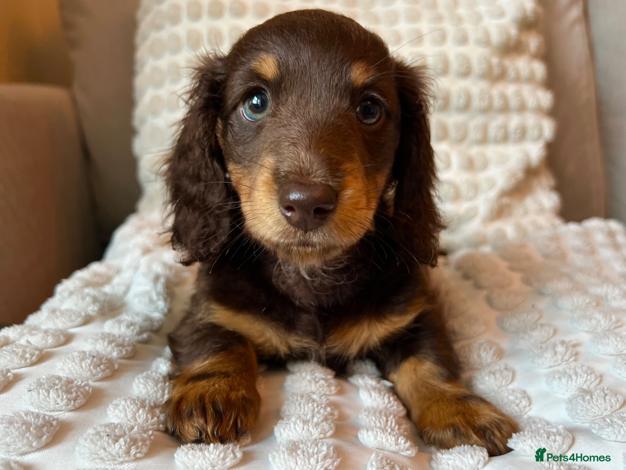 Miniature Dachshund dogs Sunny fluffy miniature dachshund - Advert 13