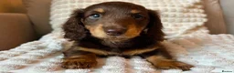 Miniature Dachshund dogs for sale: Sunny fluffy miniature dachshund - Advert 1