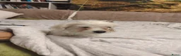 Maltese dogs for sale: New warm home's  in Plymouth - Advert 4