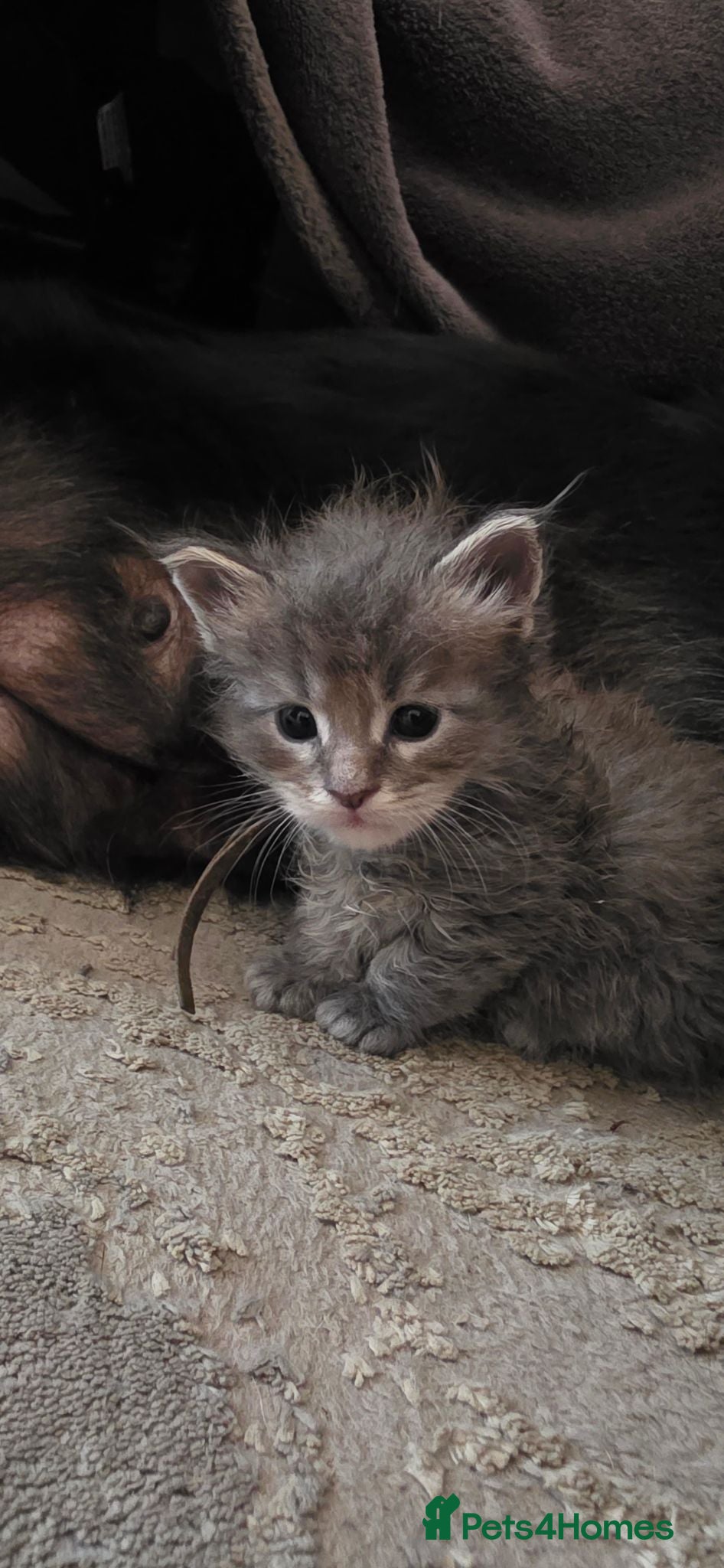 Maine Coon cats Stunning maincoon litter  - Advert 2