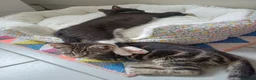 Mixed Breed cats for sale: Available Now! 2 Kittens tabby stripe tuxedo cats  - Advert 8