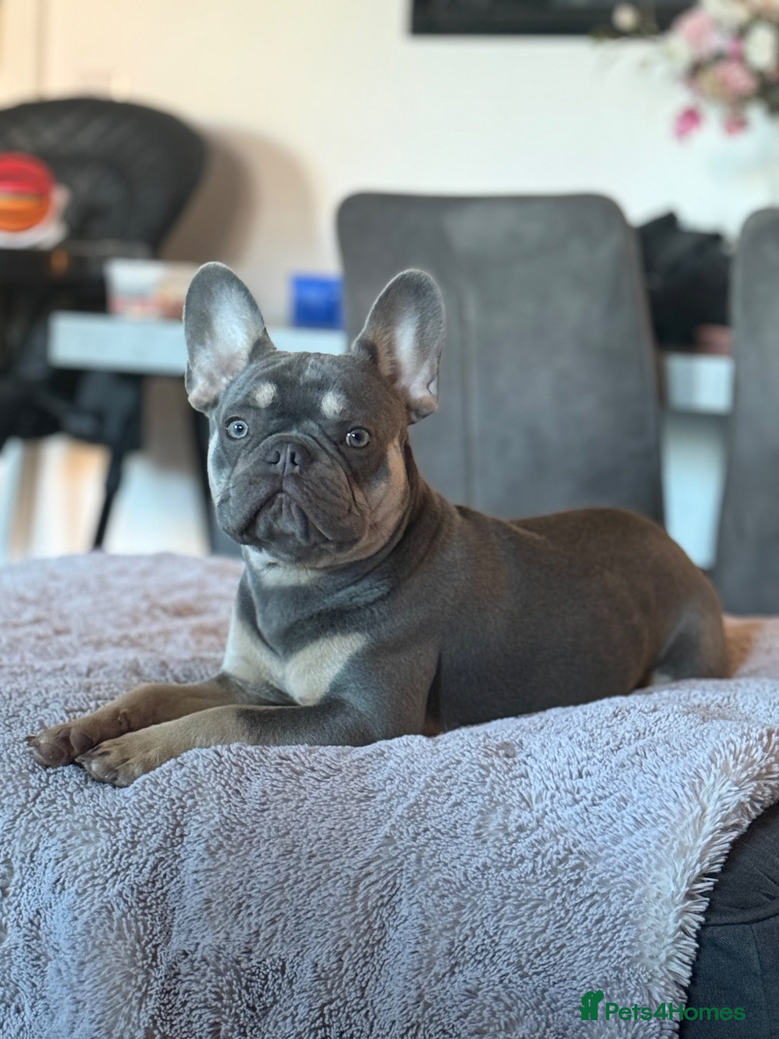 French Bulldog dogs In tact male French bulldog  - Advert 10