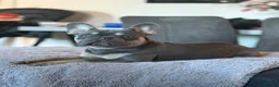 French Bulldog dogs for sale: In tact male French bulldog  in Crowborough - Advert 1