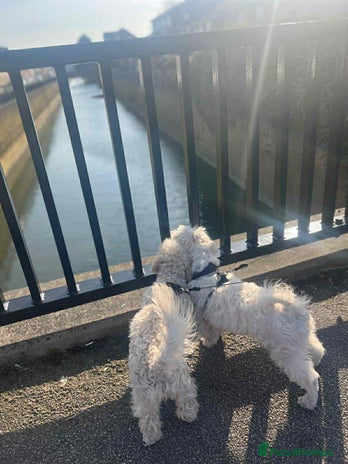 Bichon Frise dogs - Advert 9