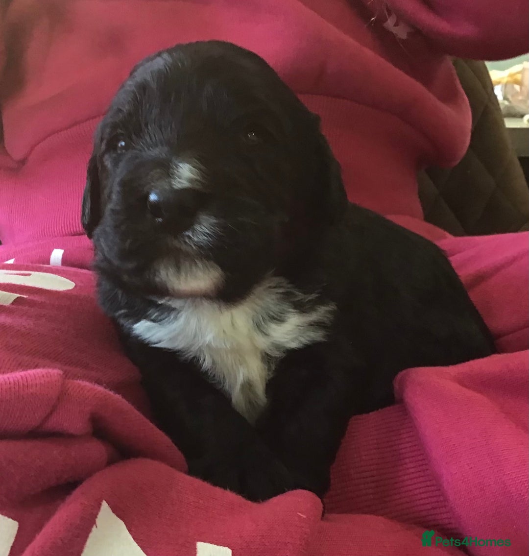 Bernedoodle dogs for sale: EXCEPTIONAL MINI BERNADOODLE PUPS. - Advert 18