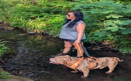 American Bully dogs for stud: Bruce  - Image 2