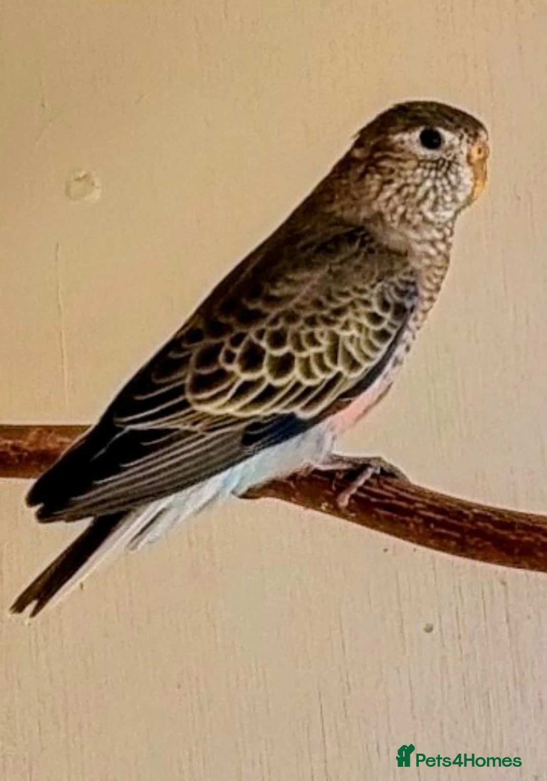 Parakeets birds for sale: Beautiful young Bourkes Parakeets - Advert 8