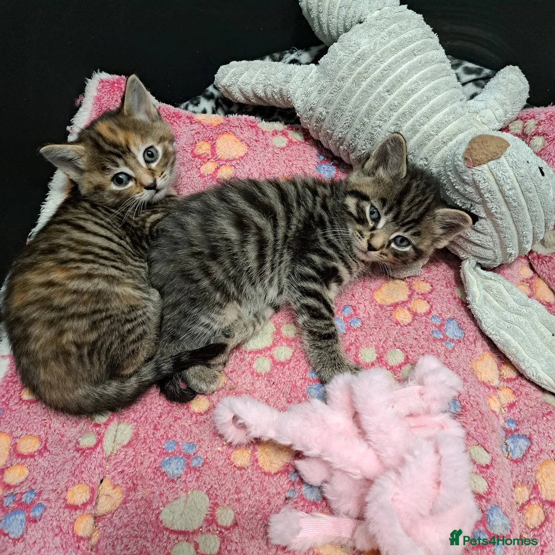 Mixed Breed cats for sale: Tabby x Maincoon kittens in Northampton - Advert 2