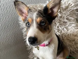 Border Collie dogs Blue Marley border collie - Advert 9