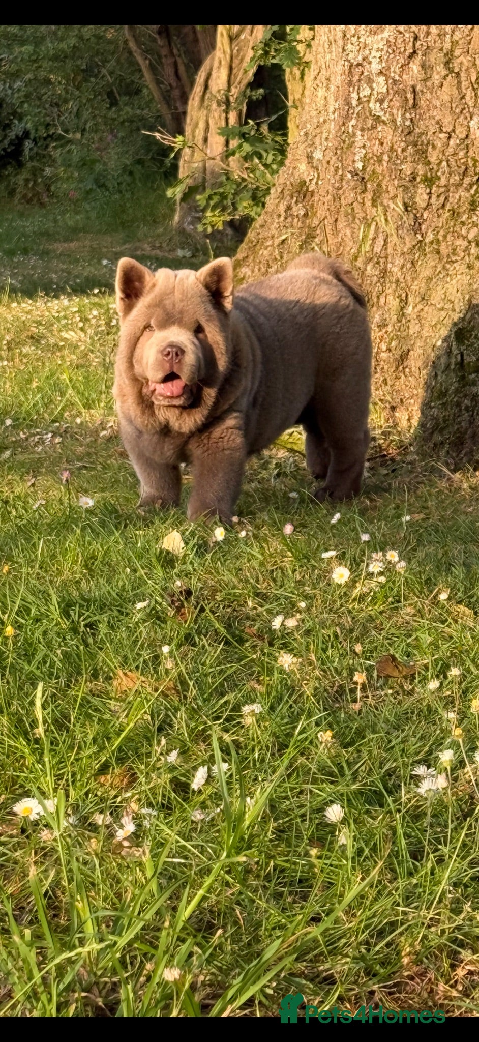 Chow Chow dogs Lilac Smooth Chow  - Advert 3