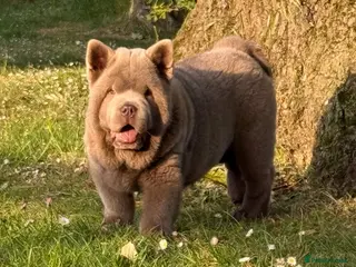 Chow Chow dogs Lilac Smooth Chow - Advert 3
