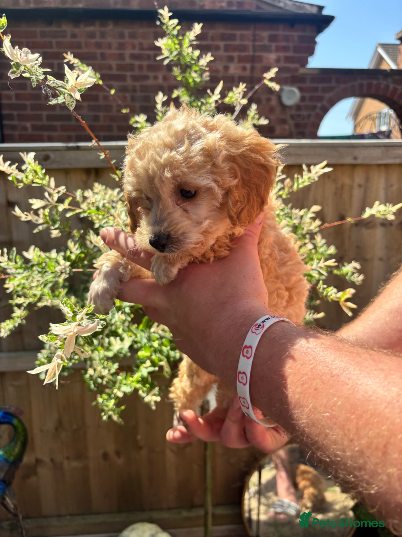 Toy Poodle dogs for sale: Litter of 2 beautiful Apricot girls  - Advert 7