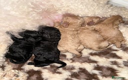 Australian Labradoodle dogs for sale: Multi generation Australian Labradoodles - Image 3