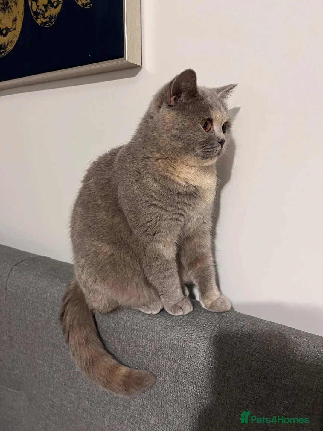 British Shorthair cats for sale: LAST GIRL - British Shorthair 💜🐾 - Advert 6