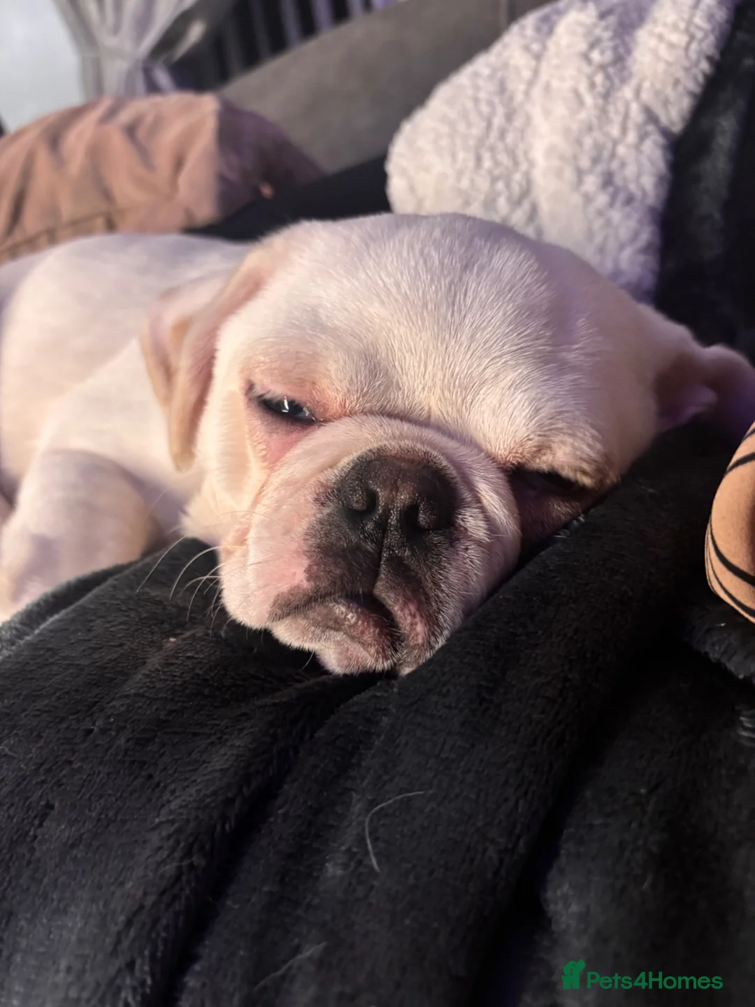 Pug dogs for sale: Panda pug in Stoke-on-Trent - Advert 1