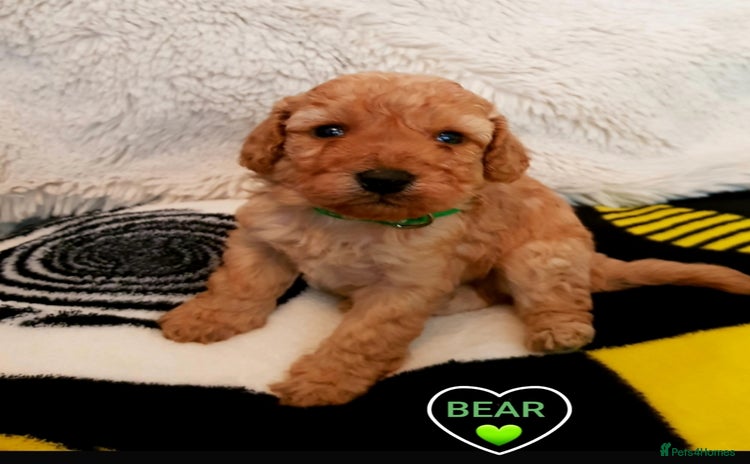 Cavapoo dogs - Advert 10