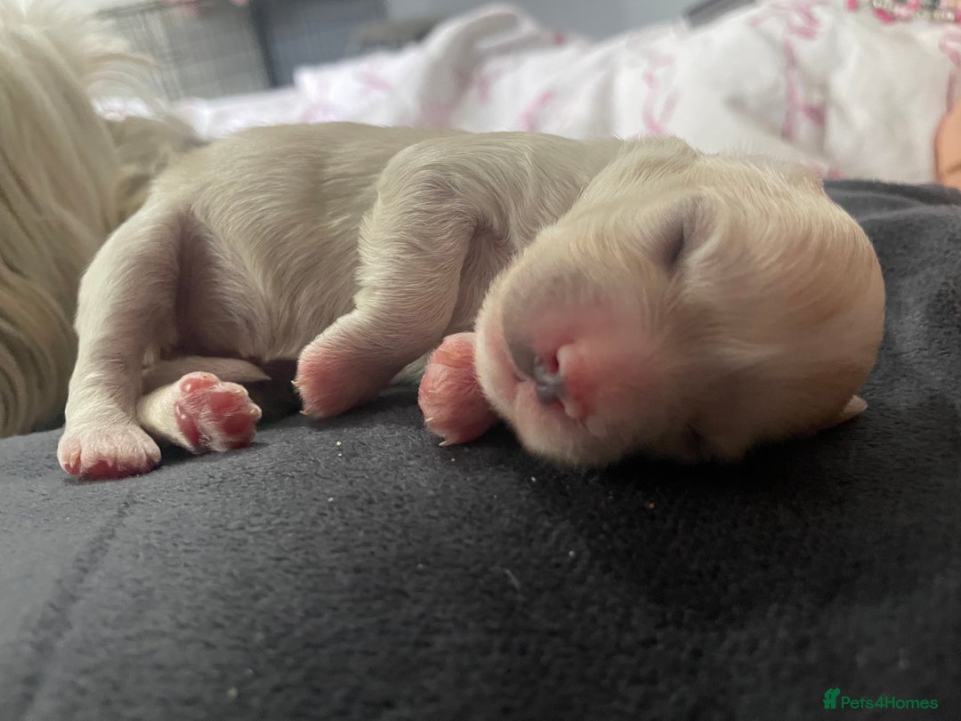 Mixed Breed dogs for sale: Cotton de tulears x spaniel - Image 2