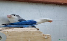 Lovebirds birds for sale: Lovebirds for sale - Image 3