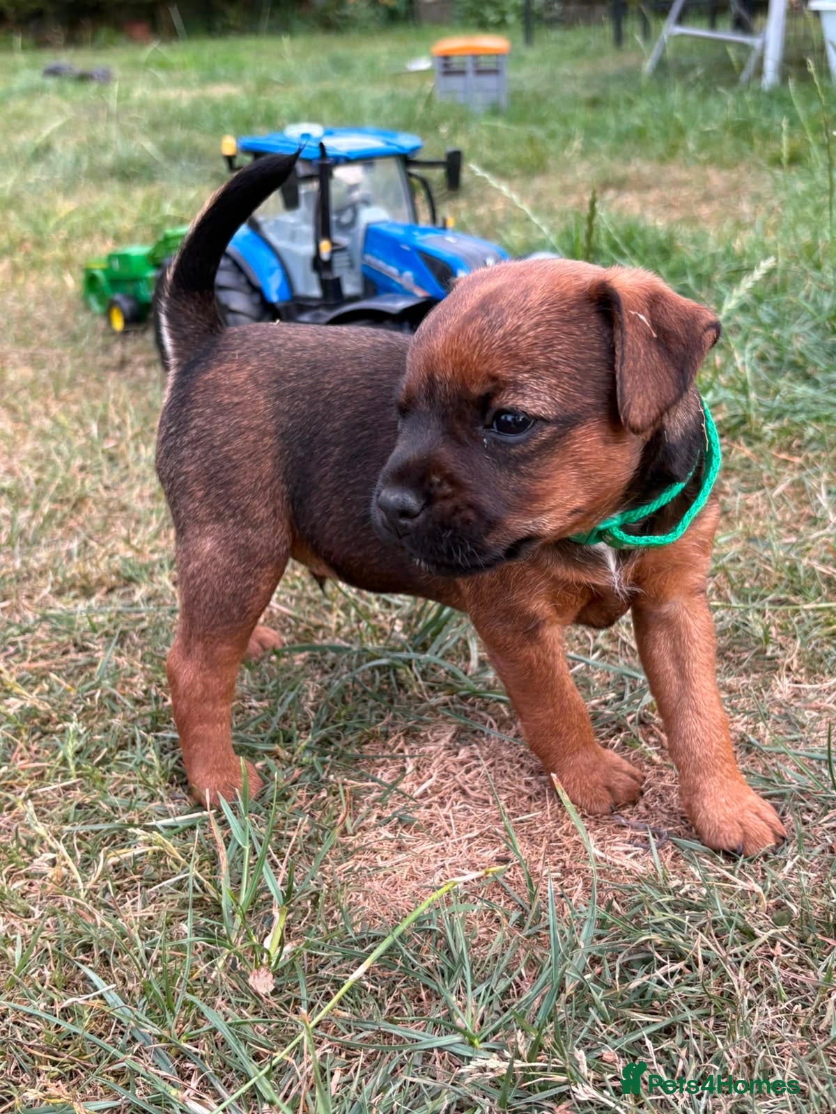 Mixed Breed dogs Beautiful BorderJack Puppies - Advert 1