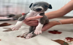 Whippet dogs for sale: Blue Whippet Puppies for Sale - Advert 2