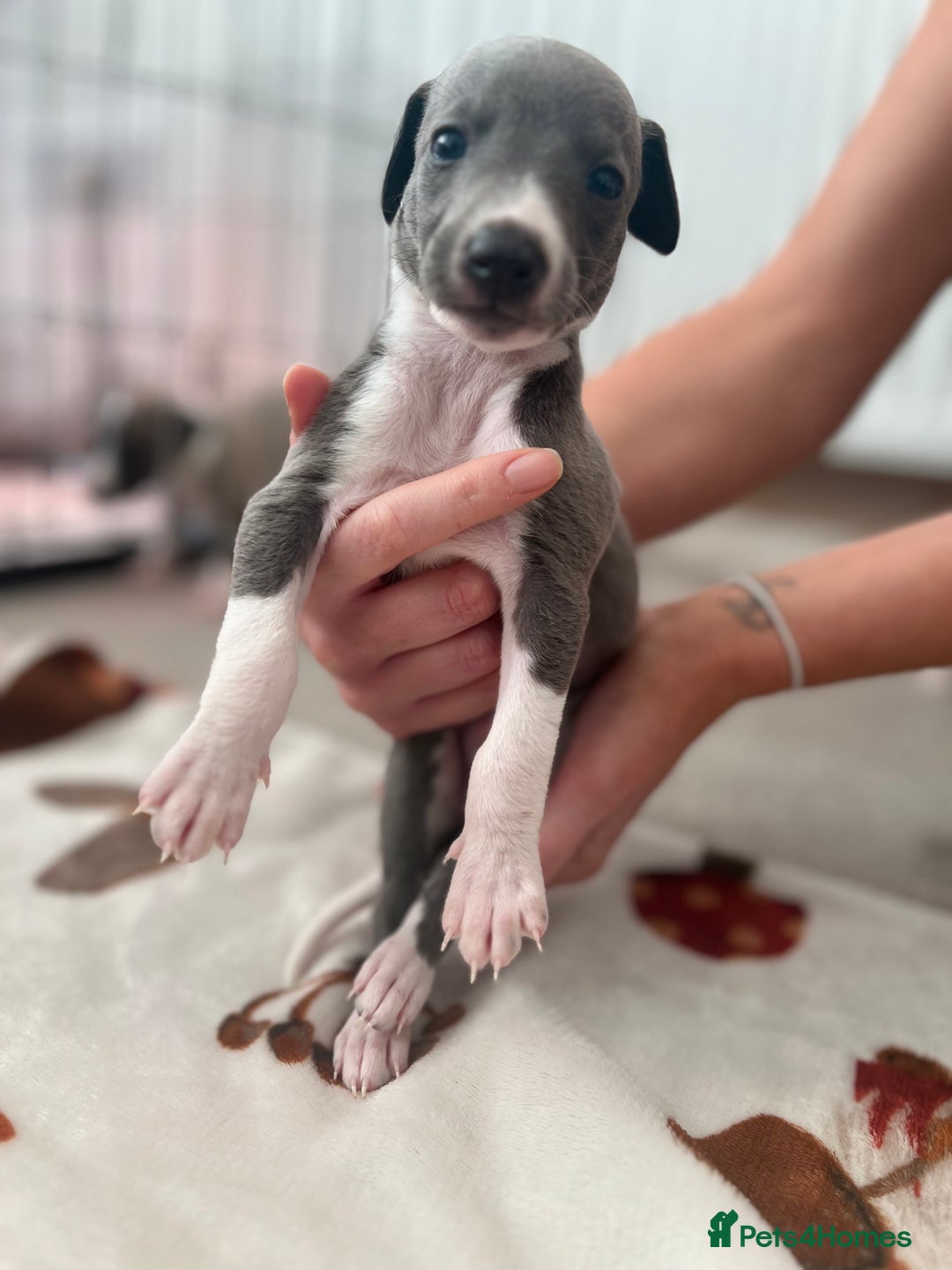 Whippet dogs for sale: Blue Whippet Puppies for Sale - Advert 2
